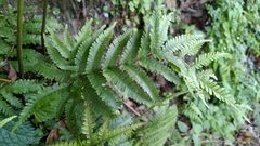 Pteris setulosocostulata
