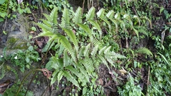 Pteris setulosocostulata