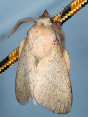 Entometa apicalis