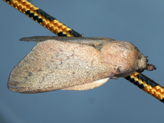 Entometa apicalis