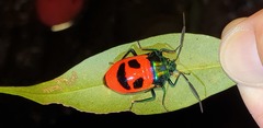Cosmocoris