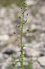 Scrophularia juratensis