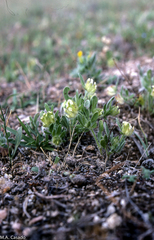 Anthyllis cornicina