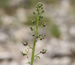 Scrophularia juratensis