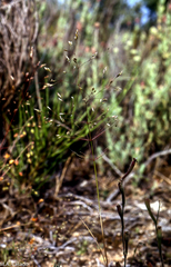 Periballia involucrata