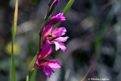 Gladiolus illyricus
