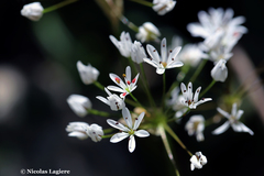 Allium subhirsutum