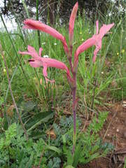 Watsonia spectabilis