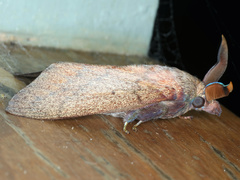 Entometa apicalis