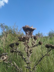 Cirsium serrulatum