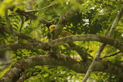 Oriolus brachyrynchus