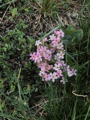 pochybok (Androsace)