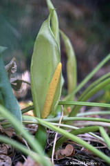 Arum concinnatum