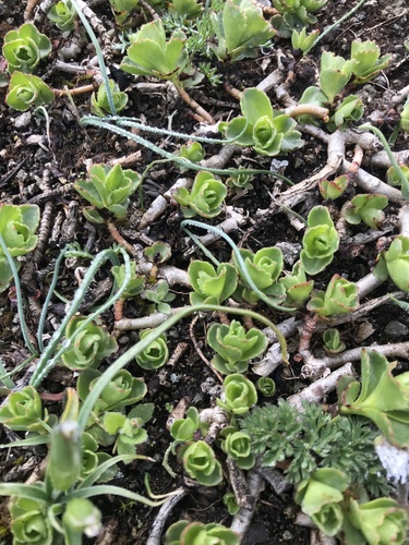 rozchodník (Phedimus)