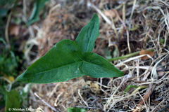 Arum concinnatum