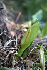 Arum concinnatum