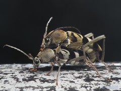 Chlorophorus reductus