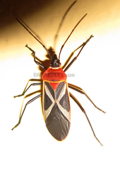 Dysdercus philippinus