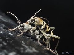 Chlorophorus reductus