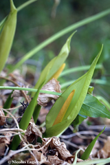 Arum concinnatum