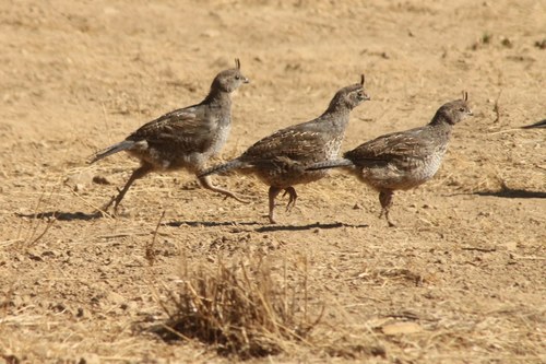 iNaturalist observation photo of California Quail