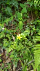 Hypericum taihezanense