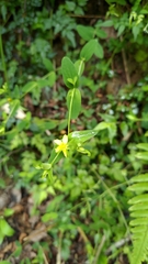 Hypericum taihezanense