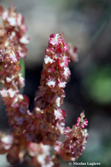 Rumex tuberosus creticus