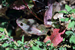 Rumex tuberosus creticus