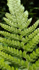 Microlepia substrigosa