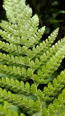 Microlepia substrigosa