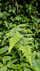 Microlepia substrigosa