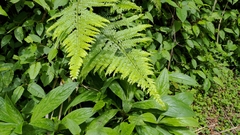 Microlepia substrigosa