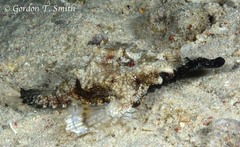 Eurypegasus draconis