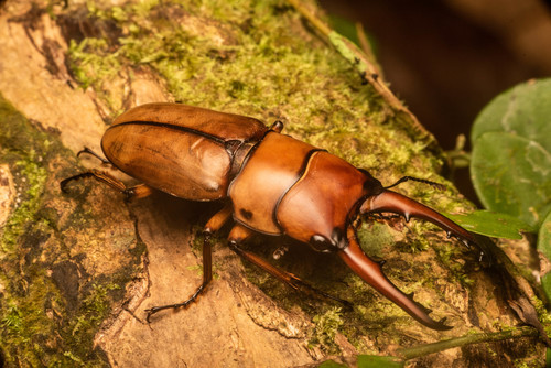 Prosopocoilus flavidus · iNaturalist