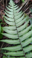 Dryopteris cycadina