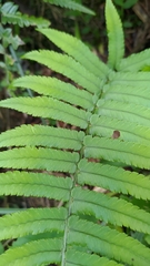 Dryopteris cycadina
