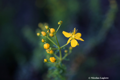 Hypericum empetrifolium