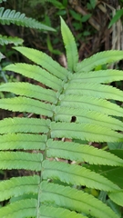 Dryopteris cycadina