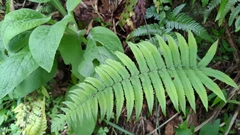 Dryopteris cycadina