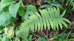 Dryopteris cycadina