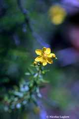 Hypericum empetrifolium