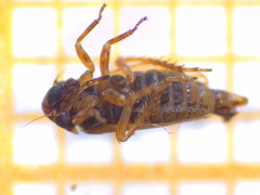 Speudotettix subfusculus