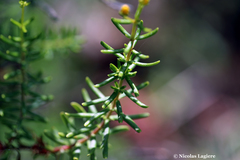 Hypericum empetrifolium