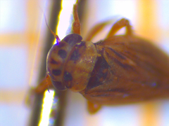 Speudotettix subfusculus