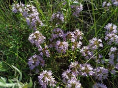 Thymus kirgisorum