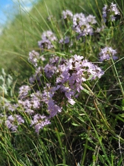 Thymus kirgisorum