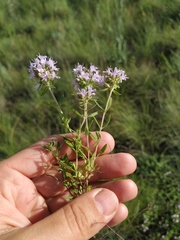 Thymus kirgisorum