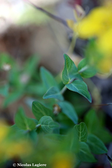Hypericum perfoliatum