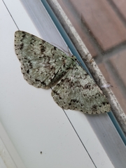 Ophthalmitis herbidaria
